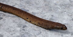 Pseudonaja inframacula