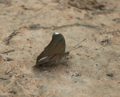 Dophla evelina