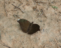 Dophla evelina
