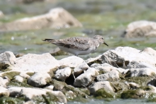 Temminck's Stint