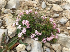 Asperula cristata