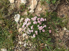 Asperula cristata
