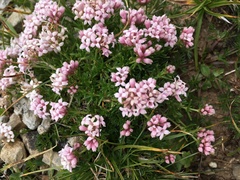 Asperula cristata