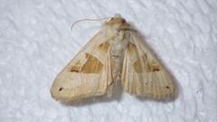 Phlogophora scita
