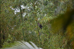 Patagioenas squamosa