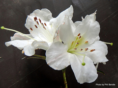 Rhododendron formosum inaequale
