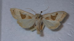 Phlogophora scita