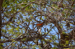 Icterus icterus
