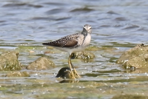 Wood Sandpiper