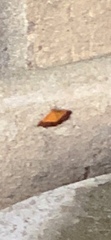 Pyrausta bicoloralis