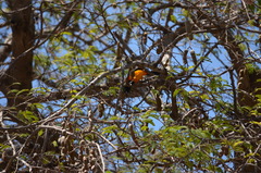 Icterus icterus
