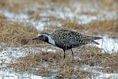 American Golden-Plover