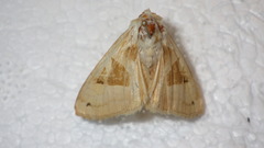 Phlogophora scita