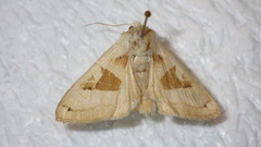 Phlogophora scita