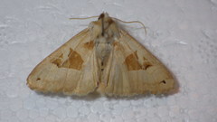 Phlogophora scita