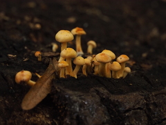Hypholoma fasciculare