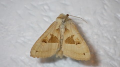 Phlogophora scita