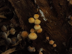 Hypholoma fasciculare