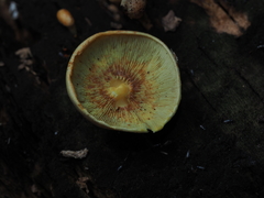 Hypholoma fasciculare