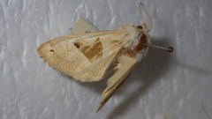 Phlogophora scita