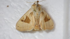 Phlogophora scita