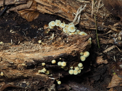 Hypholoma fasciculare