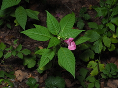Impatiens glandulifera