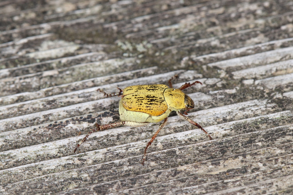 Ectinohoplia obducta