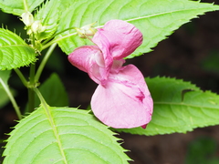 Impatiens glandulifera