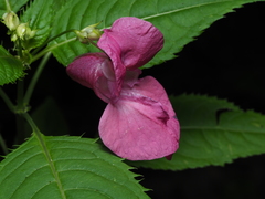Impatiens glandulifera
