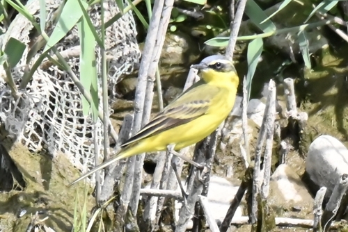 Eastern Yellow Wagtail