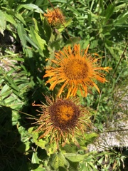 Pentanema orientale