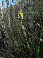 Mimetes palustris