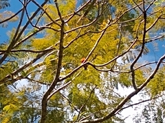 Foudia madagascariensis