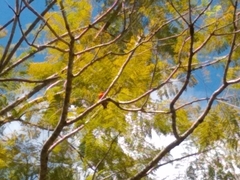 Foudia madagascariensis