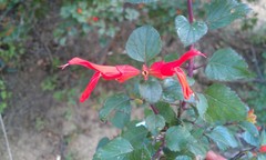 Salvia regla