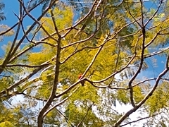 Foudia madagascariensis