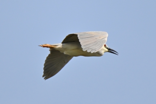 Black-crowned Night Heron