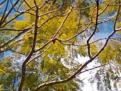 Foudia madagascariensis