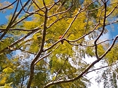 Foudia madagascariensis