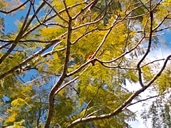 Foudia madagascariensis