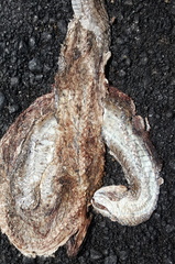 Psammophis brevirostris