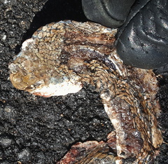 Psammophis brevirostris