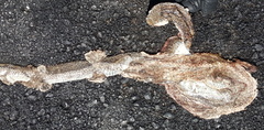 Psammophis brevirostris