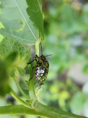 Nezara viridula