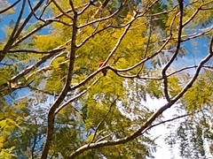 Foudia madagascariensis