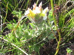 Mimetes palustris