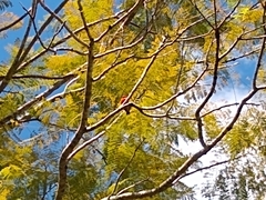 Foudia madagascariensis