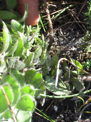 Mimetes palustris