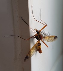 Ctenophora ornata